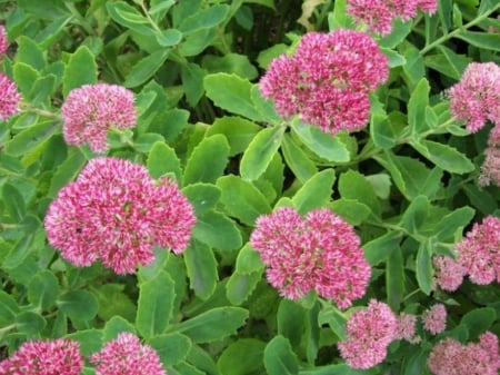 PINK FLOWERS