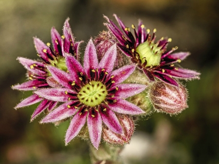 CACTUS FLOWERS - flowers, cactus, pink, pretty