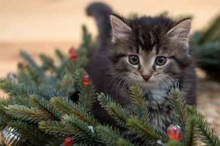 Kitten - craciun, cat, animal, green, cute, pisica, christmas, kitten