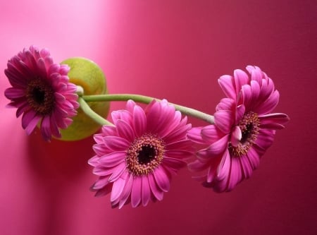 Flower - Flower, nature, leaf, tree