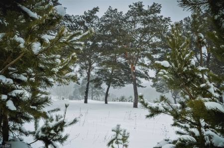 Forest in Winter - winter, nature, forest, in