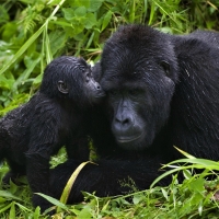 Gorilla Mother and Baby