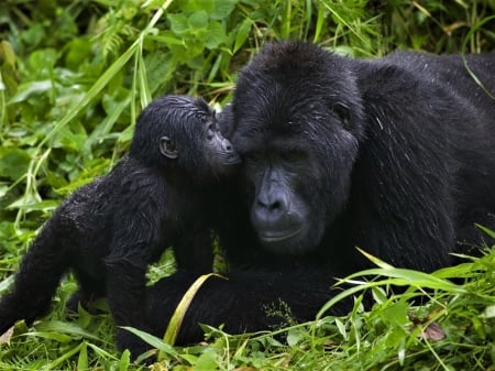 Gorilla Mother and Baby - Gorilla, and, Mother, Baby