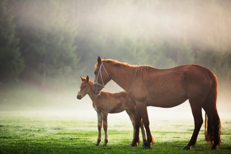 Horse - stallion, animal, Horse, wild