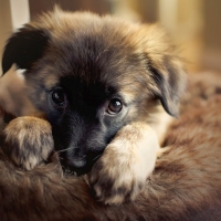 Cute Puppy