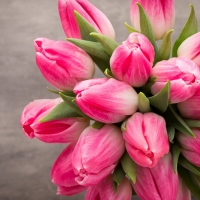 Pink Tulips