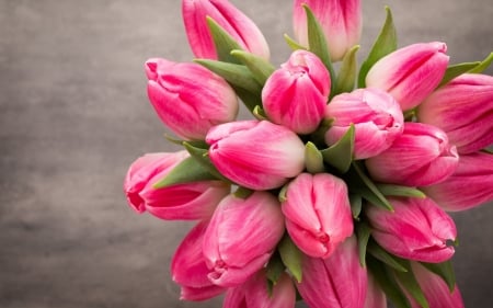 Pink Tulips - nature, macro, pink, tulips, flowers