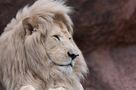 Lion - animal, fur, king, lion