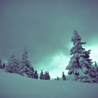 Snow-Covered-Trees