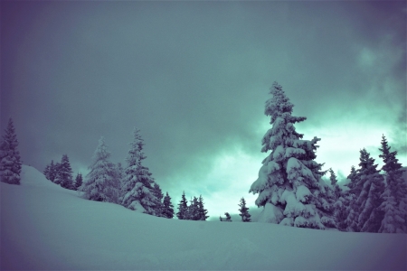 Snow-Covered-Trees - Trees, Covered, Snow, Nature