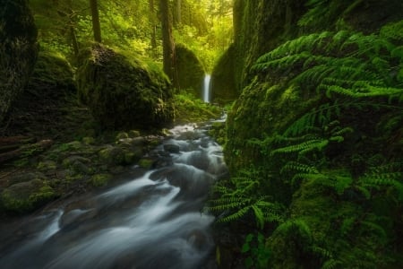 Forest Stream  - river, Stream, nature, tree