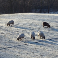 Sheep  in snow