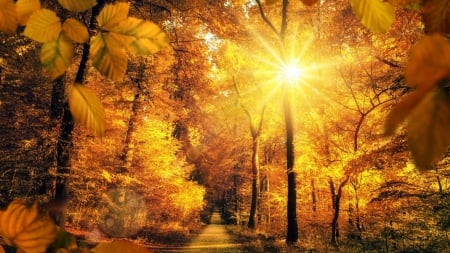 Autumn Alley - nature, autumn, trees, alley, sun, park, leaves