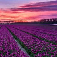 Purple Tulips Field