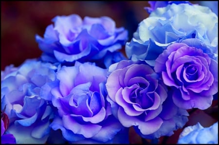 Blue roses - nature, pretty, roses, beautiful, blue, flowers