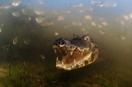 crocodile - fish, water, grass, crocodile