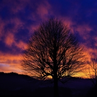 Tree Silhouette in Sunset