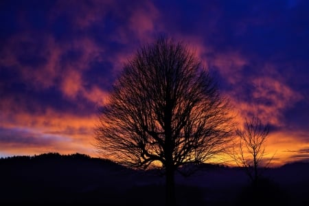 Tree Silhouette in Sunset - sunset, Nature, cloud, tree, sky