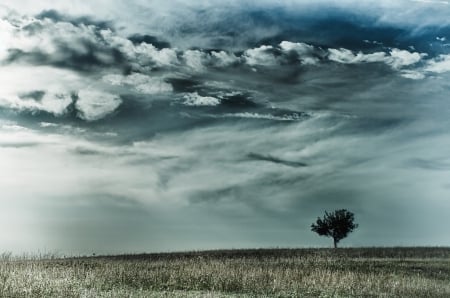 Lone Tree - cloud, sky, tree, grass