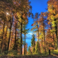 Trees on Autumn