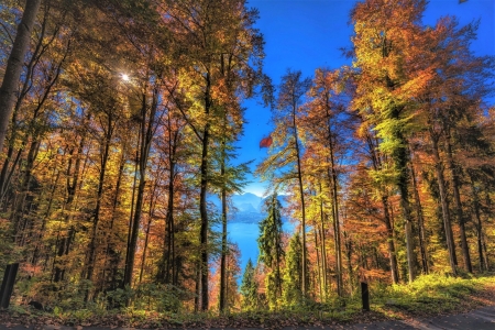 Trees on Autumn - on, Trees, Forest, Autumn