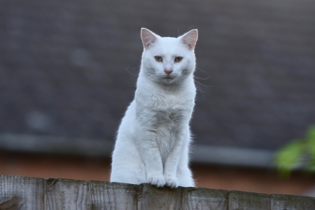 White-Cat - pussy, purr, Cat, White, ANimal