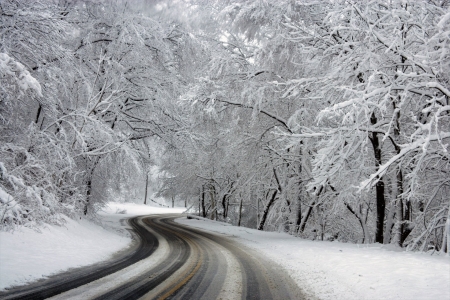 Winter Road - winter, nature, tree, road