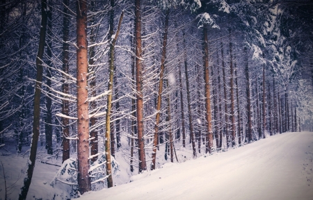 Winter Forest - snow, Forest, Winter, Nature