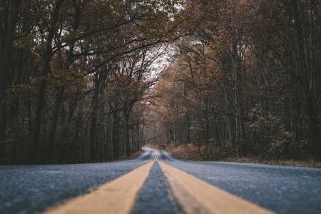 Road - tree, worms, road, autumn