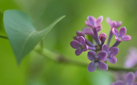 Purple love - nature, purple, flower, beautiful