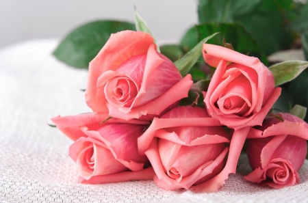 Beautiful Pink roses