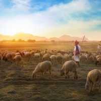 Sheep and shepherd