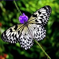 Purple White Butterfly