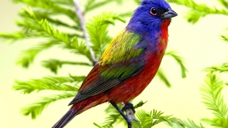 Beautiful Rainbow Bird - bird, trees, branch, animal, rainbow