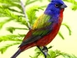 Beautiful Rainbow Bird