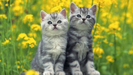 Cute Kittens - flowers, animal, kittens, yellow, cat