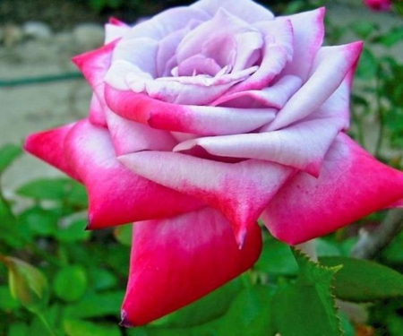 Lovely Rose - nature, flowers, rose, petals