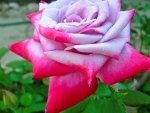 Lovely Rose