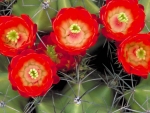 RED CACTUS FLOWERS