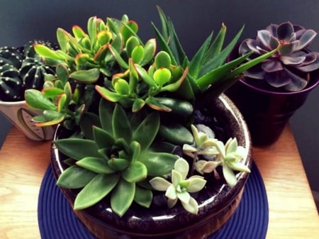 MIXED SUCCULENTS - IMAGE, MIXED, PLANTS, SUCCULENTS