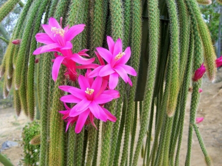 APOROCACTUS FLOWERS - CACTUS, PLANT, FLOWERS, PRETTY