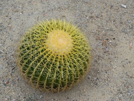 SPIKY CACTUS BALL - spiky, ball, image, cactus