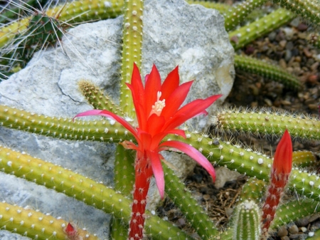 APOROCACTUS PLANT - CACTUS, FLOWER, RED, PRETTY