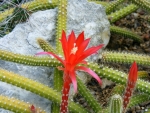 APOROCACTUS PLANT