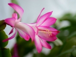 PINK CHRISTMAS CACTUS FLOWER