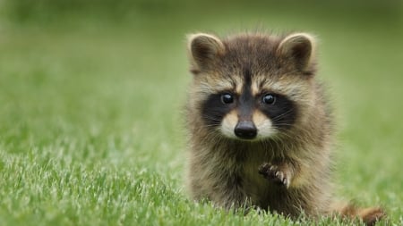 Raccoon - paw, raton, baby, raccoon, green, grass, cute