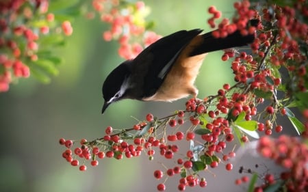 Bird - bird, black, branch, red, green, berry, fruit, pasare