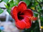 Hibiscus