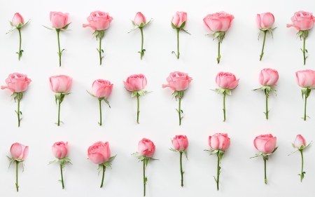 Roses - white, rose, texture, flower, pink