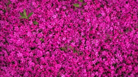 Flowers - skin, summer, texture, flower, pink